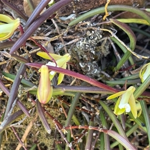 Dockrillia striolata at Porters Creek, NSW - 21 Sep 2024