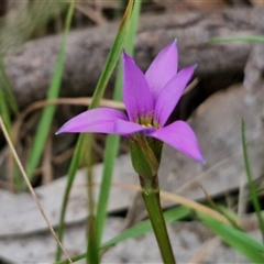 Romulea rosea var. australis (Onion Grass) at Boorowa, NSW - 21 Sep 2024 by trevorpreston