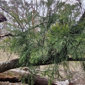 Exocarpos cupressiformis at Boorowa, NSW - 21 Sep 2024