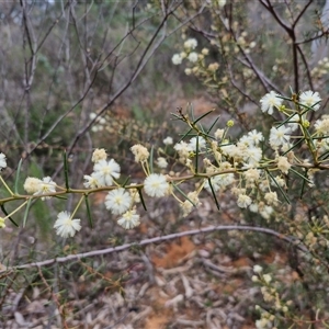 Acacia genistifolia at Boorowa, NSW - 21 Sep 2024