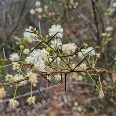 Acacia genistifolia at Boorowa, NSW - 21 Sep 2024