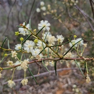 Acacia genistifolia at Boorowa, NSW - 21 Sep 2024