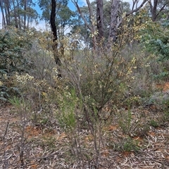 Acacia genistifolia at Boorowa, NSW - 21 Sep 2024