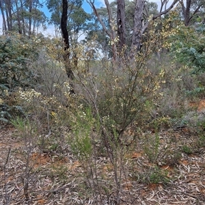 Acacia genistifolia at Boorowa, NSW - 21 Sep 2024 01:08 PM