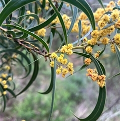 Acacia rubida (Red-stemmed Wattle, Red-leaved Wattle) at Burrinjuck, NSW - 21 Sep 2024 by sduus