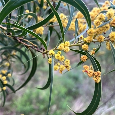 Acacia rubida (Red-stemmed Wattle, Red-leaved Wattle) at Burrinjuck, NSW - 21 Sep 2024 by sduus