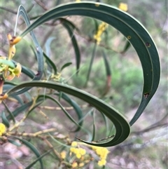 Acacia rubida at Burrinjuck, NSW - 21 Sep 2024