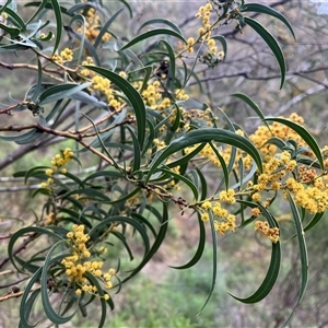 Acacia rubida at Burrinjuck, NSW - 21 Sep 2024