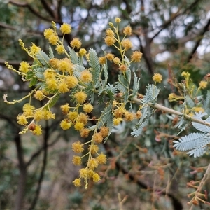 Acacia baileyana at Boorowa, NSW - 21 Sep 2024