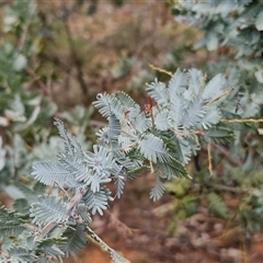 Acacia baileyana at Boorowa, NSW - 21 Sep 2024