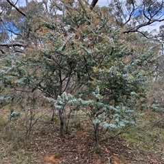 Acacia baileyana at Boorowa, NSW - 21 Sep 2024