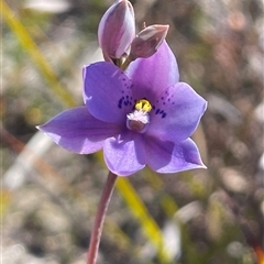 Thelymitra ixioides (Dotted Sun Orchid) at Porters Creek, NSW - 21 Sep 2024 by Clarel