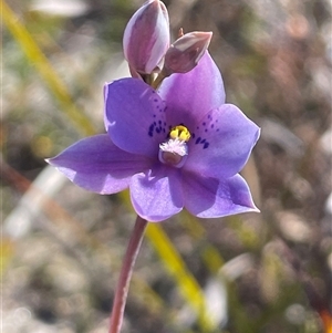 Thelymitra ixioides at Porters Creek, NSW - suppressed