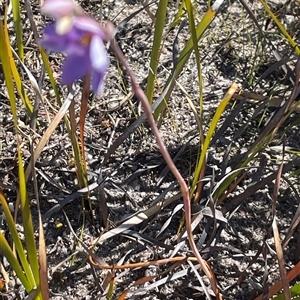 Thelymitra ixioides at Porters Creek, NSW - suppressed