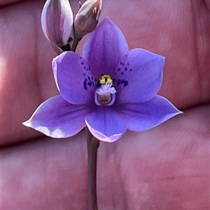 Thelymitra ixioides at Porters Creek, NSW - suppressed