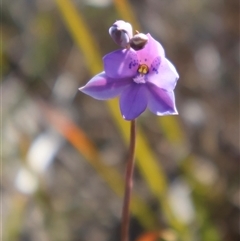 Thelymitra ixioides at Porters Creek, NSW - suppressed