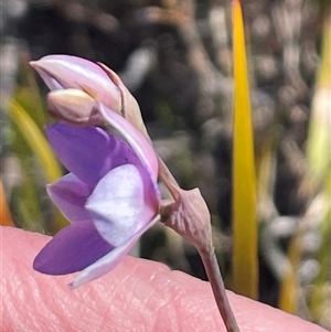 Thelymitra ixioides at Porters Creek, NSW - suppressed