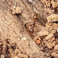 Aphaenogaster longiceps (Funnel ant) at Boorowa, NSW - 21 Sep 2024 by trevorpreston