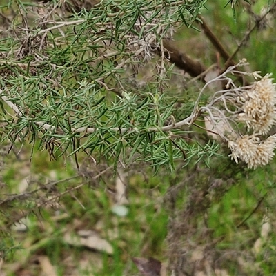 Cassinia aculeata subsp. aculeata (Dolly Bush, Common Cassinia, Dogwood) at Boorowa, NSW - 21 Sep 2024 by trevorpreston