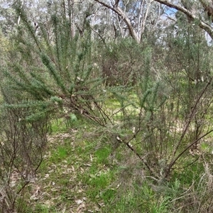 Cassinia aculeata subsp. aculeata at Boorowa, NSW - 21 Sep 2024 01:02 PM