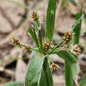 Luzula meridionalis at Boorowa, NSW - 21 Sep 2024