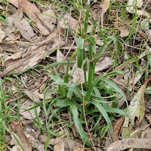 Luzula meridionalis at Boorowa, NSW - 21 Sep 2024