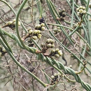 Cassytha melantha at Boorowa, NSW - 21 Sep 2024 01:01 PM