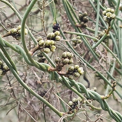 Cassytha melantha (A Devils Twine) at Boorowa, NSW - 21 Sep 2024 by trevorpreston