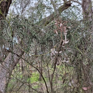 Cassytha melantha at Boorowa, NSW - 21 Sep 2024 01:01 PM