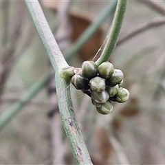 Cassytha melantha at Boorowa, NSW - 21 Sep 2024 01:01 PM