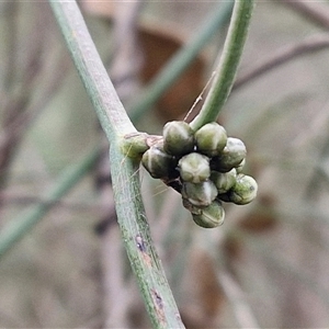 Cassytha melantha at Boorowa, NSW - 21 Sep 2024 01:01 PM