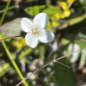 Mitrasacme polymorpha at Porters Creek, NSW - 21 Sep 2024