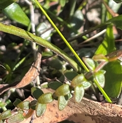 Mitrasacme polymorpha at Porters Creek, NSW - 21 Sep 2024