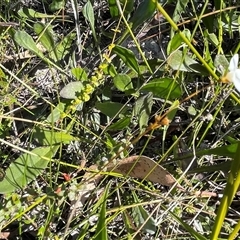 Mitrasacme polymorpha at Porters Creek, NSW - 21 Sep 2024 03:02 PM