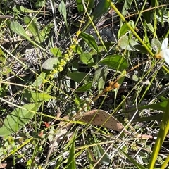 Mitrasacme polymorpha at Porters Creek, NSW - 21 Sep 2024