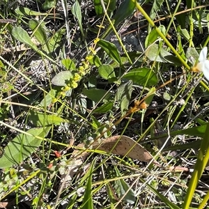 Mitrasacme polymorpha at Porters Creek, NSW - 21 Sep 2024