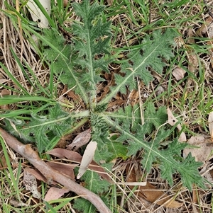 Cirsium vulgare at Boorowa, NSW - 21 Sep 2024