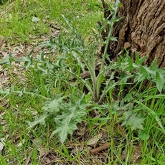 Cirsium vulgare at Boorowa, NSW - 21 Sep 2024