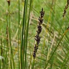 Carex appressa (Tall Sedge) at Boorowa, NSW - 21 Sep 2024 by trevorpreston