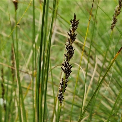 Carex appressa (Tall Sedge) at Boorowa, NSW - 21 Sep 2024 by trevorpreston