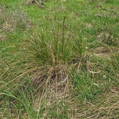 Carex appressa at Boorowa, NSW - 21 Sep 2024 12:58 PM