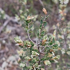 Brachyloma daphnoides at Boorowa, NSW - 21 Sep 2024 12:54 PM