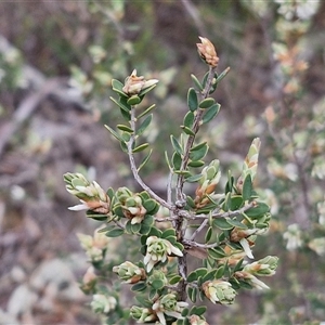 Brachyloma daphnoides at Boorowa, NSW - 21 Sep 2024 12:54 PM