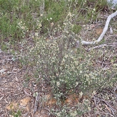 Brachyloma daphnoides at Boorowa, NSW - 21 Sep 2024 12:54 PM