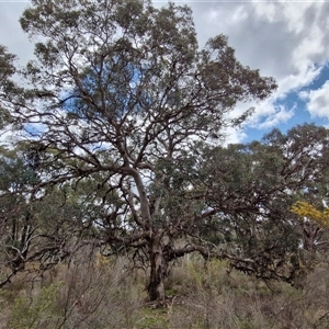 Eucalyptus polyanthemos subsp. polyanthemos at Boorowa, NSW - 21 Sep 2024