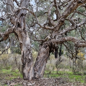 Eucalyptus polyanthemos subsp. polyanthemos at Boorowa, NSW - 21 Sep 2024