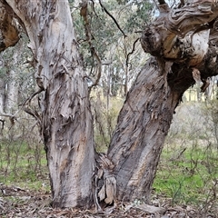 Eucalyptus polyanthemos subsp. polyanthemos at Boorowa, NSW - 21 Sep 2024