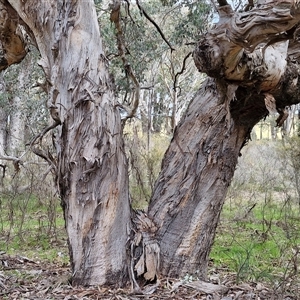 Eucalyptus polyanthemos subsp. polyanthemos at Boorowa, NSW - 21 Sep 2024