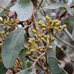 Eucalyptus polyanthemos subsp. polyanthemos at Boorowa, NSW - 21 Sep 2024