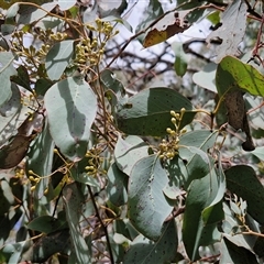 Eucalyptus polyanthemos subsp. polyanthemos at Boorowa, NSW - 21 Sep 2024 12:51 PM